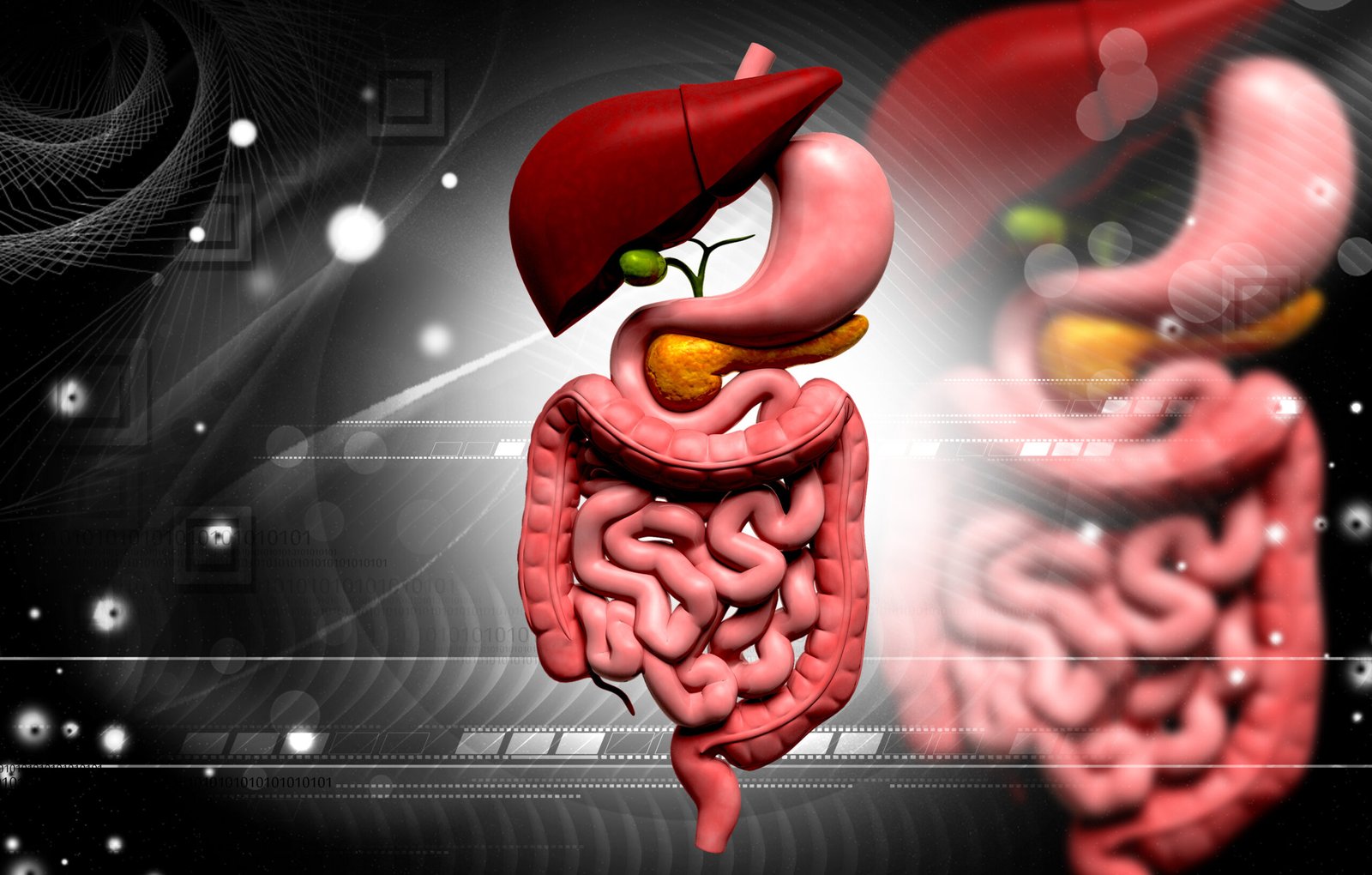 The Importance of the Digestive System: A Deeper Dive